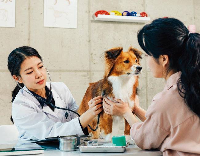 동물병원의 모든 진료 항목은 비급여라고 볼 수 있다. [GETTYIMAGES]