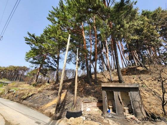 지난 12일 오전 강원 강릉시 저동 소나무 숲이 산불에 그을린 모습. 박진호 기자
