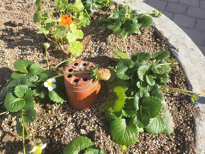 익지 않은 딸기/사진=강찬미 여행+기자