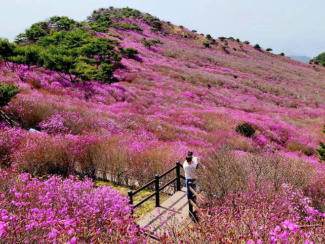 최근 기온이 잠시 떨어져 낙화의 위기가 있었음에도 비슬산 참꽃은 날이 풀리자 되살아났다.