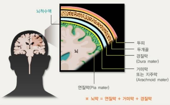 뇌막의 구조. 사진제공=질병관리청