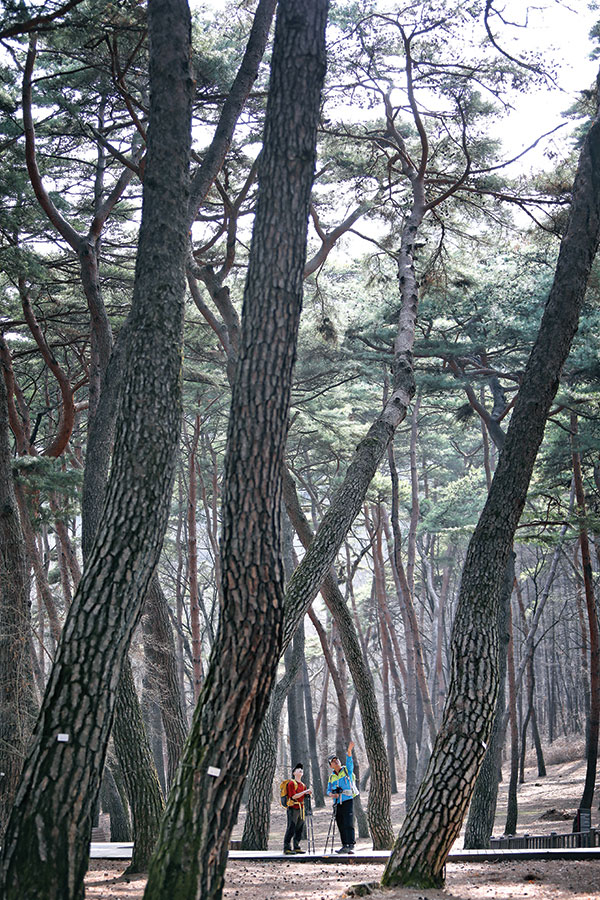 단종이 매일 걸었을 청령포의 소나무숲. 청령포에 들어서면 시간이 느리게 흐르는 것만 같은 차분함이 있다.