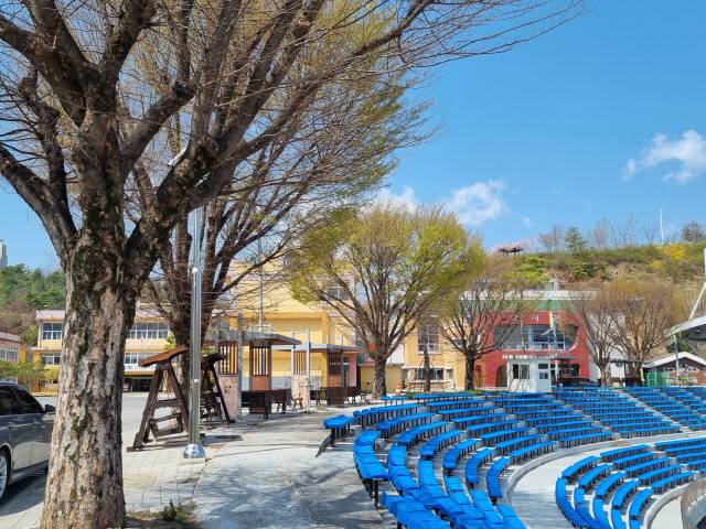 ▲ ▲태양광 설치를 위해 베어질 위기에 놓인 석정여중·고 교내에 있는 최소 수령 50년 이상의 느티나무들