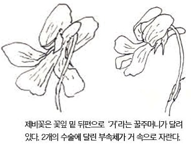 우리 주변 식물들의 비밀 이야기