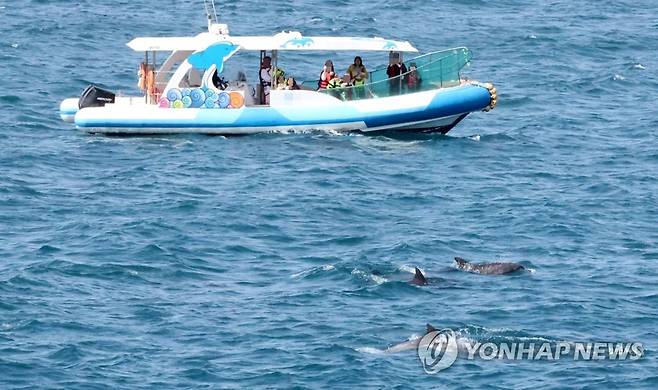 남방큰돌고래 관광 (서귀포=연합뉴스) 박지호 기자 = 17일 오전 제주 서귀포시 대정읍 앞바다에서 돌고래 관광선에 탑승한 관광객들이 남방큰돌고래를 관찰하고 있다. 2023.4.17 jihopark@yna.co.kr