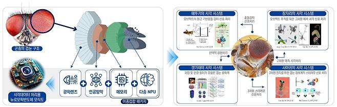 슈퍼비전 AI를 위한 겹눈모방 뉴로모픽 반도체 구조도 [지스트 제공. 재판매 및 DB 금지]