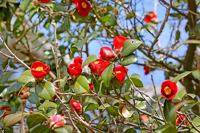 여수 오동도 동백[사진/조보희 기자]