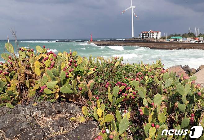 국내 유일 선인장 자생지인 제주시 한림읍 월령리 선인장은 '북아메리카'에서 기원한 것으로 확인됐다. 제주시 한림읍 월령선인장군락에 월령리 자생종인 손바닥 선인장이 자라고 있다./뉴스1 ⓒ News1 오현지 기자