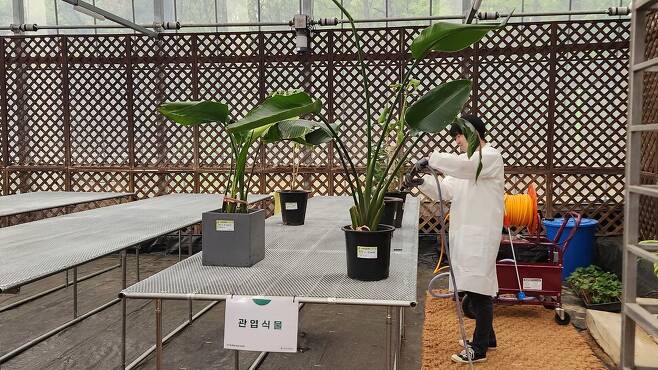 서울시 반려식물병원 입원실에서 ‘식물 의사’가 물을 주고 있다. 손지민 기자