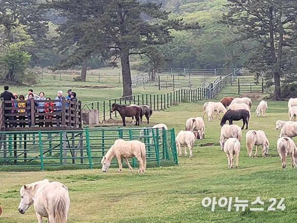 지난 19일 오전 10시 관광객들이 전망대에서 한가로이 풀을 뜯는 제주마를 감상하고 있다.  [사진=박태진 기자]