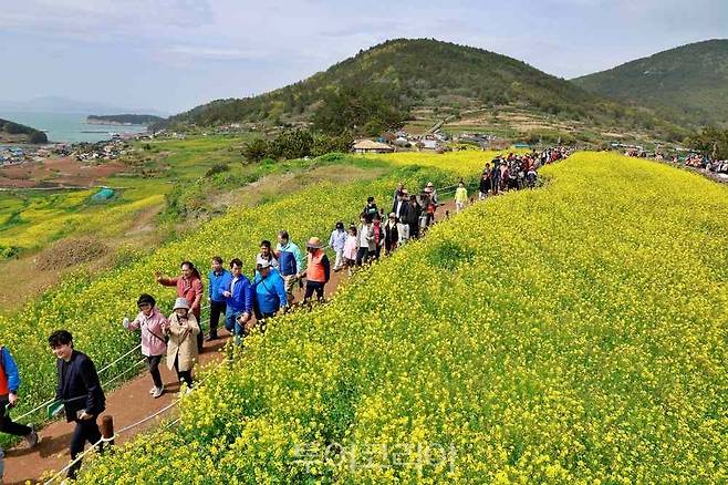  청산도 슬로걷기 축제, 유채꽃밭을 걷는 관광객들 