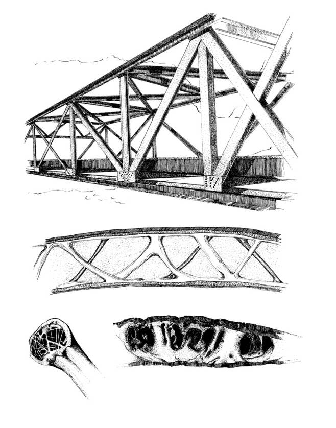 소규모 다리 건설에 이용되는 워런 트러스교(맨 위)와 독수리 중수골 형태(가운데), 그리고 까마귀의 날개 뼈 끝부분(아래 왼쪽)과 성게 껍질(아래 오른쪽)에서 삼각형이 무작위로 형성된 모습. 이데아 제공