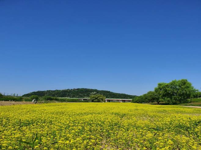 고양시 창릉천 유채꽃밭 전경. / 사진제공=고양특례시