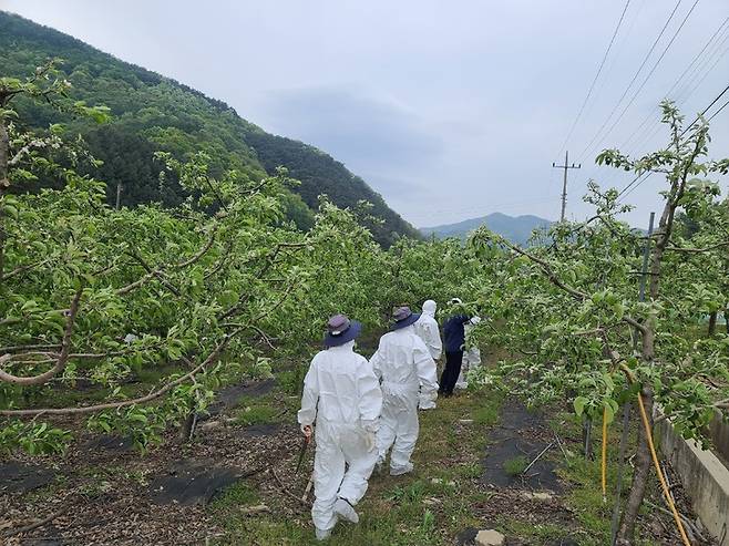 충주시농업기술센터와 충북도농업기술원 관계자들이 충주지역 한 과수원에서 과수화상병 합동 예찰활동을 하고 있다. (사진=충주시 제공) *재판매 및 DB 금지