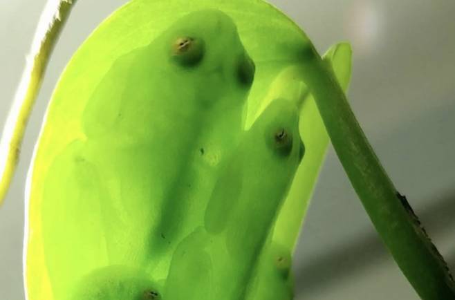 유리개구리. Jesse Delia 제공