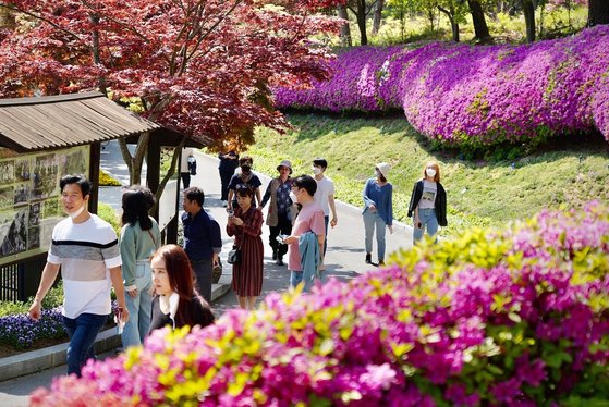 옛 대통령별장 청남대에서 22일부터 다음달 7일까지 봄꽃 축제인 영춘제가 열린다. 사진 충북도