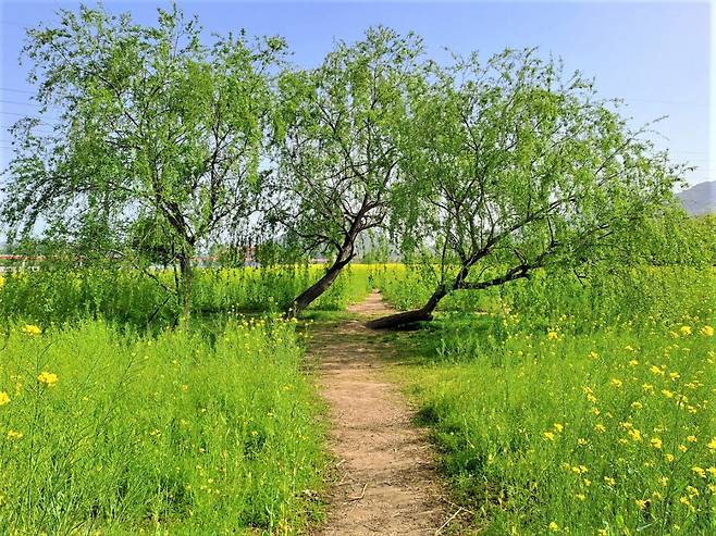 A field of canola flowers in Gwangyang (Lee Si-jin/The Korea Herald)