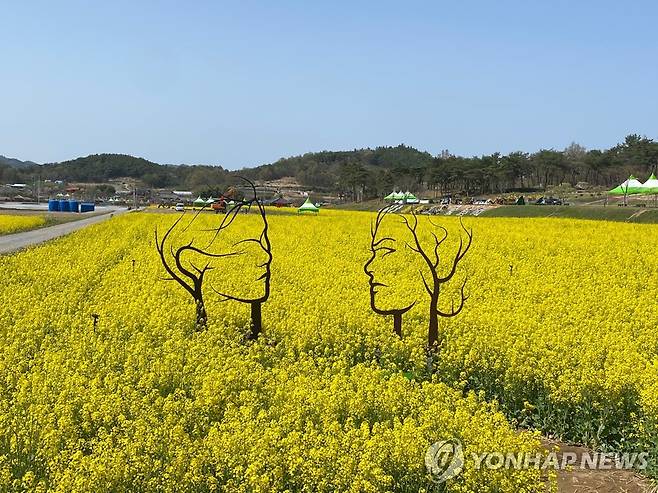 화순 고인돌 축제장에 핀 유채꽃 [전남 화순군 제공. 재판매 및 DB 금지]