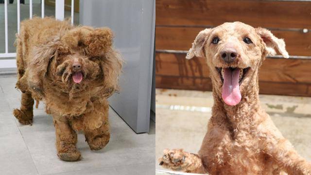 새로이(7세 추정, 수컷)는 구조 전 제대로 된 돌봄을 받지 못해 털을 갑옷처럼 두르고 있었지만(왼쪽) 구조 이후 예쁜 모습으로 변신, 새 가족을 기다리고 있다. 동물자유연대 제공