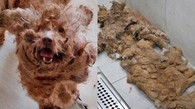 구조 전 새로이 모습과 구조 뒤 깎은 털. 동물자유연대 제공