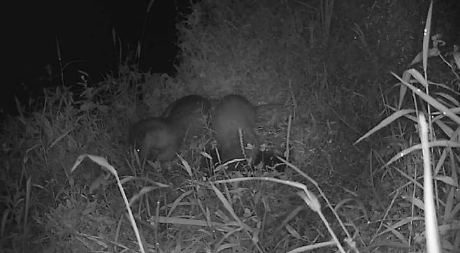 미국가재 섭식하는 수달 [국립생태원 제공. 재판매 및 DB 금지]