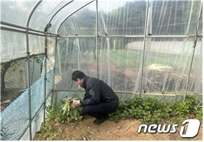 지난 17일 울주군 범서읍 농장 비닐하우스에서 양귀비를 재배한 A씨를 검거하고 불법 재배한 양귀비 100여 주를 압수했다.(울산북부경찰서 제공)