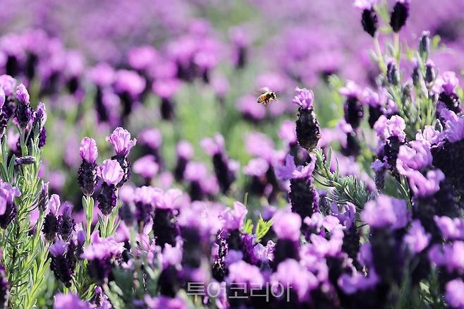 신안 안좌 박지도 라벤더