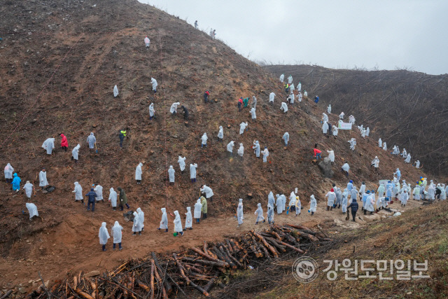 ▲ 양구군은 2022년 4월 양구읍 송청리에서 발생한 대형산불로 소실된 산림을 ‘명품숲’으로 만들기 위한 복구사업을 추진 중이다. 사진은 최근 국토정중앙면 산불피해지 야산에서 진행된 제78회 식목일 나무심기행사 모습.