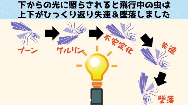 날아다니는 곤충이 빛에 빨려 들어가는 과정을 설명한 그래픽. 나졸로지 캡처