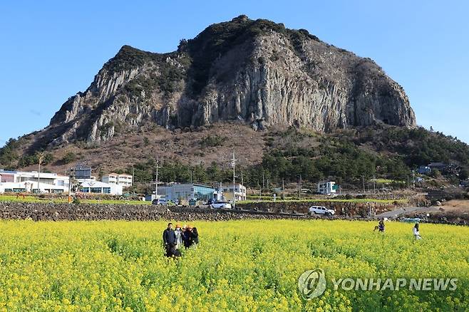 지금 제주는 유채꽃 천국 (서귀포=연합뉴스) 박지호 기자 = 8일 오전 제주 서귀포시 안덕면 사계리를 찾은 관광객이 유채꽃밭에서 산방산을 배경 삼아 사진을 찍고 있다. 2023.2.8 jihopark@yna.co.kr