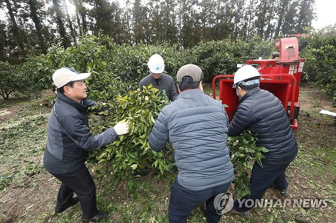 '감귤 나무 파쇄' [연합뉴스 자료사진]