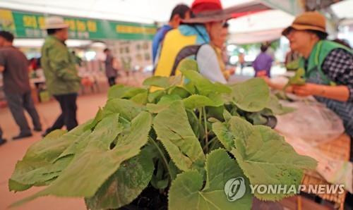 홍천 산나물축제 [연합뉴스 자료사진]