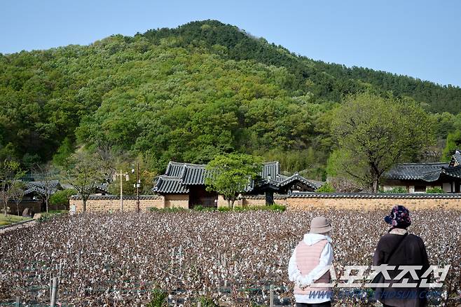 ◇안흥마을은 흑돌담장이 인상적인 곳이다. 목화씨로 잘 알려진 문익점 선생의 18대손 문경호씨가 19세기 중터에 터를 잡았다.