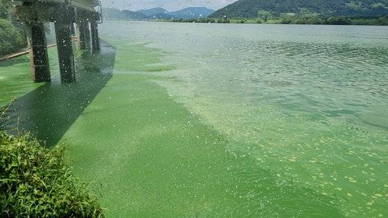 지난해 7월 낙동강 본포취수장에 발생한 짙은 녹조가 발생했다. 창원시 상수원수를 취수하는 이곳은 창녕함안보에서 강을 따라 약 10km 아래로 내려온 곳이다. [낙동강네트워크 제공]