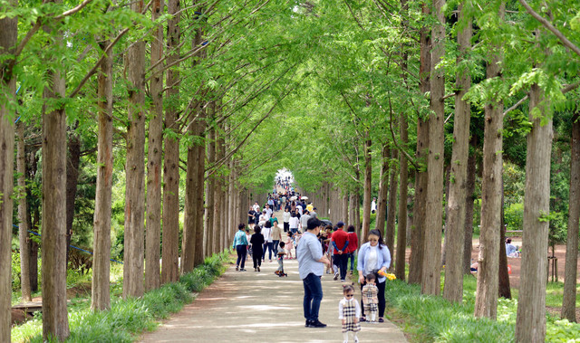 [나주=뉴시스] 전남산림자원연구소 메타세쿼이아길. (사진=전남도 제공) photo@newsis.com *재판매 및 DB 금지