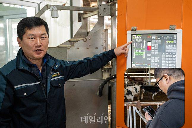 착유 과정은 모두 데이터베이스로 옮겨진다. 목장주(사진 아래)는 휴대폰으로 실시간 정보를 확인할 수 있어 다른 업무 중에도 편리하게 젖소 상태를 체크한다. ⓒ편집 데일리안 배군득 기자