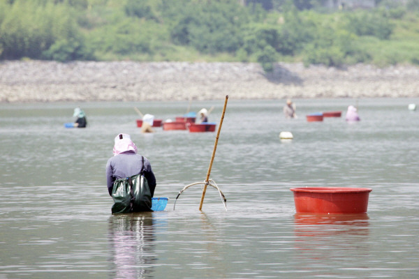 UN식량농업기구(FAO)의 세계중요농업유산(GIAHS) 등재를 추진 중인 하동·광양 섬진강 재첩잡이 손틀어업에 대한 현지실사가 30일부터 내달 2일까지 섬진강 일원에서 이뤄진다. 하동군 제공