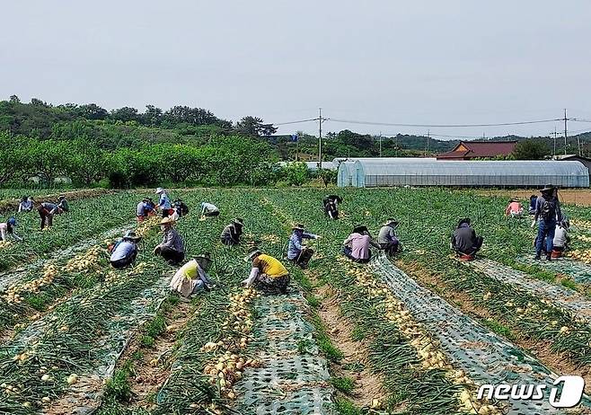 전국 최대 양파·마늘 주산지인 전남 무안군은 수확기 일손 부족으로 어려움을 겪고 있는 농가들을 돕기 위해 자원봉사자를 모집한다. (무안군 제공)/뉴스1