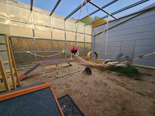 충남 야생동물구조센터에 문을 연 '외래유기야생동물 보호소'의 라쿤 사육시설. 동물들의 습성에 맞춘 행동 풍부화를 유도하는 시설들이 보인다.충남 야생동물구조센터 제공