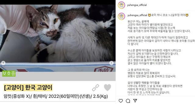 서울 용산구 한 골목길에서 발견된 13마리 고양이들은 지자체가 위탁 운영하는 동물병원으로 옮겨졌지만 대부분 죽고 하니(2세 추정∙암컷)와 로미(2세 추정∙암컷)만 살아남았다. 유기동물행복찾는사람들 SNS 캡처