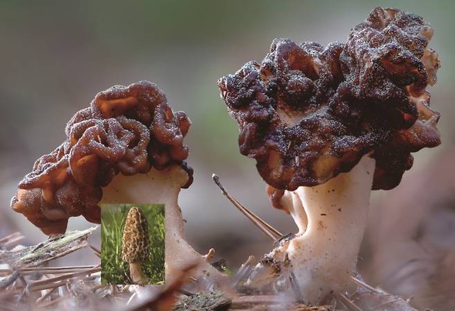 곰보버섯 - 4월과 5월초까지만 발생하는 맛있는 식용버섯. 서양에서는 진미로 취급 받을 만큼 맛이 좋다. 박상영 제공