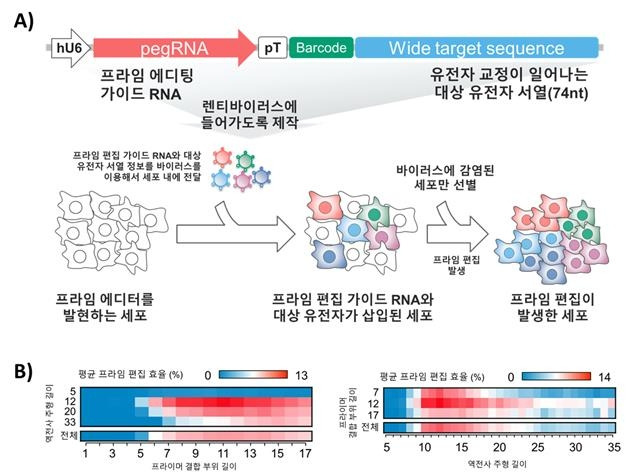 프라임 편집기 효율 확인을 위한 시험 개요 [김형범 교수 연구팀 제공. 재판매 및 DB 금지]