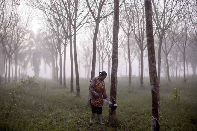 고무농장 노동자가 태국 수랏타니 지역의 농장의&nbsp;고무나무에서 채취한 천연 라텍스와 포름산을 혼합하고 있다.&nbsp;수랏타니=AFP연합뉴스