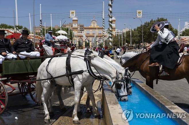 스페인 세비야에서 마차를 끄는 말들이 목을 축이고 있다. [이미지출처=연합뉴스]