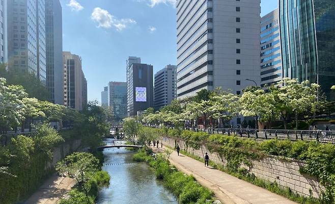 서울시 종로구 관철동 청계천 이팝나무길