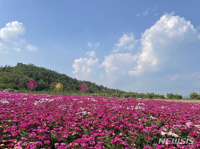 영천 작약밭