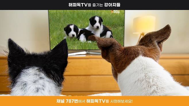 [서울=뉴시스] KT스카이라이프가 반려견을 위한 채널인 '해피독TV'를 개방형 플랫폼 TV앱 형태로 지난 1일 론칭했다고 2일 밝혔다. (사진=KT스카이라이프 제공) *재판매 및 DB 금지