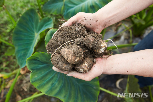 [곡성=뉴시스] 전남 곡성 특산물 '토란' (사진=곡성군 제공) photo@newsis.com