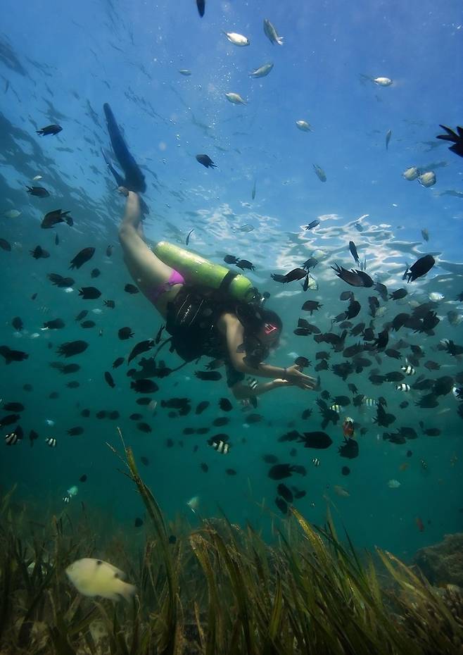 필리핀 해상 다이빙. 기사 본문 내용과는 관계없음. (사진=필리핀관광청 제공) photo@newsis.com *재판매 및 DB 금지