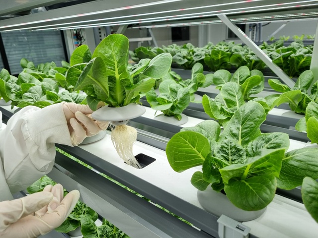 성보화학은 지난 2020년 농업회사법인 위드아그로를 설립하고 성보화학 본사에 약 60평 규모의 식물공장(plant factory)을 구축하며 스마트팜 시장에 진출했다.